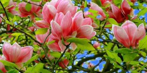 Magnolija: kako saditi i brinuti o njoj na krimu, u sibiru, na uralu, u srednjoj traci, fotografije u pejzažnom dizajnu